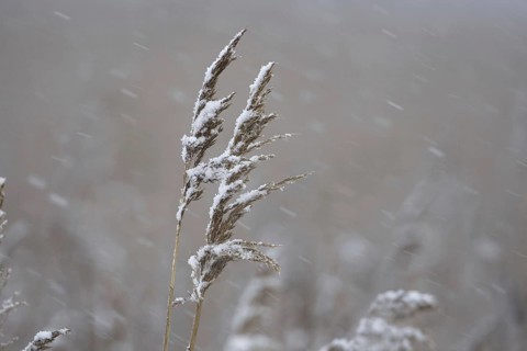 Common common reed