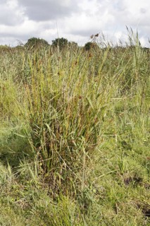Rushes