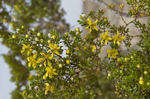 Creosote Bush