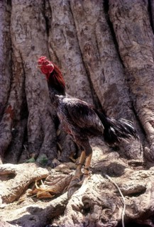 A fighting cock standing under the tree in Tamil Nadu