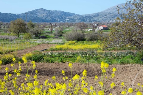 Fields near Agios Konstantinos