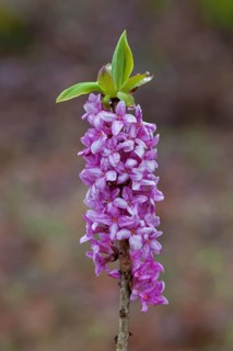 February daphne