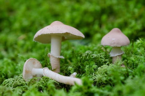 Strong-grained Parasol