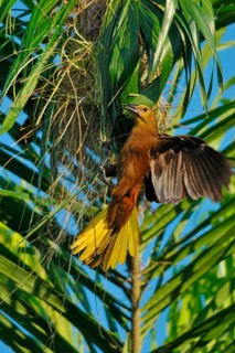 Broad-crested Oropendola with nest