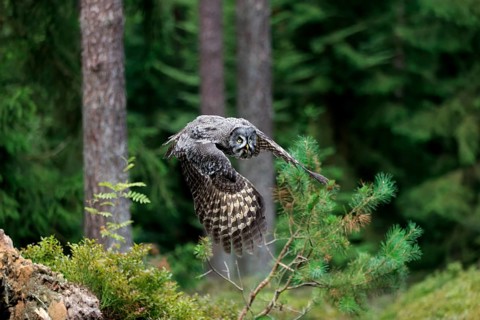 Great Grey Owl