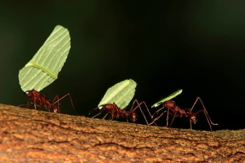 Leafcutter ant