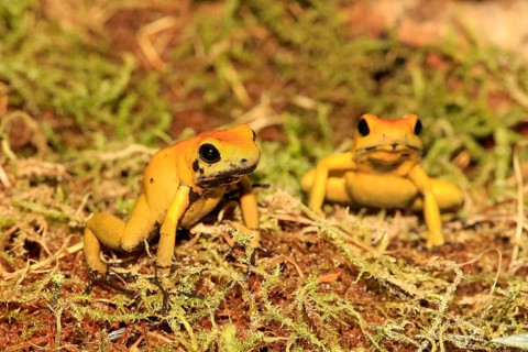 Black-legged black-legged poison frog