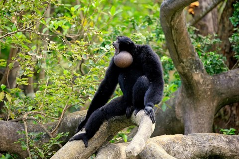 Siamang