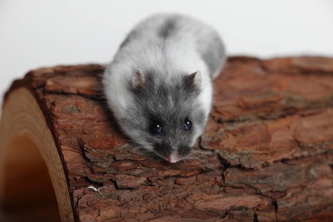 Djungarian hamster