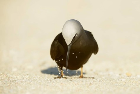 Black Noddy