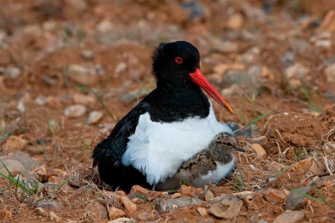 Eurasian eurasian oystercatcher