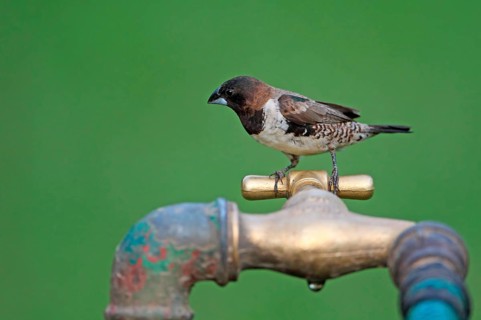 Bronze Munia