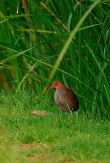 Slaty-breasted Rail