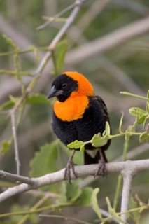 Black Bishop