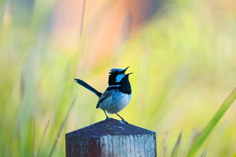 Lazure Wren