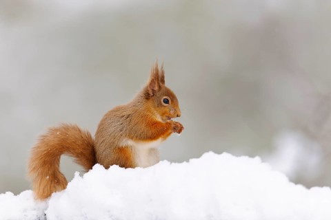 Eurasian red squirrel