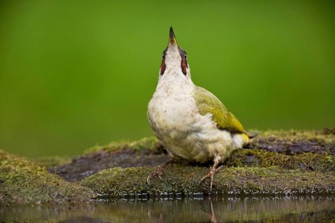 European Green Woodpecker