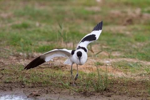 Recurvirostra avocetta