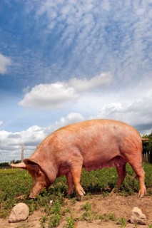 Domestic pig