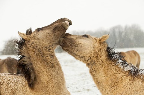 Konik horse
