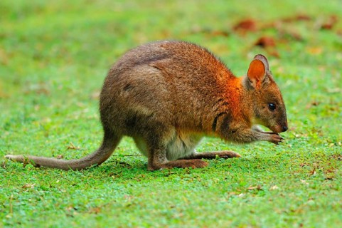Red-necked Pademelon
