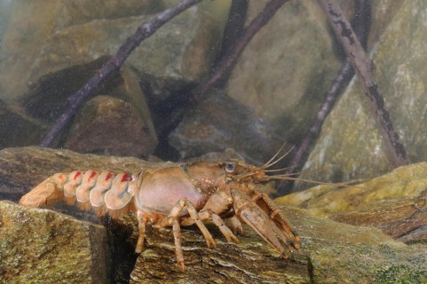 American River Crayfish