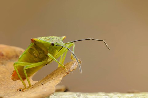 Hawthorn Shieldbug adult
