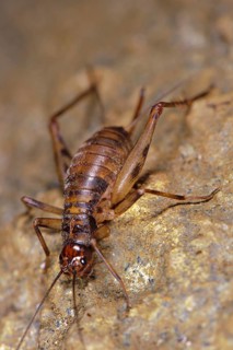 Cave Cricket