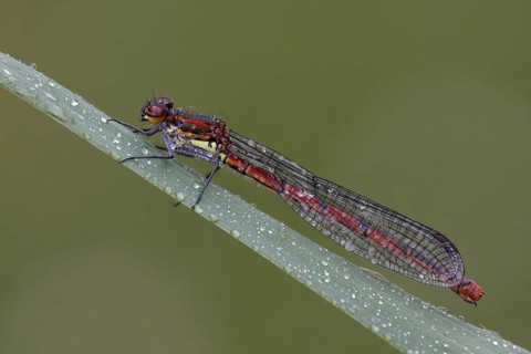 Early damselfly
