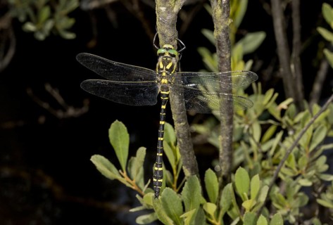 Golden-ringed dragonfly