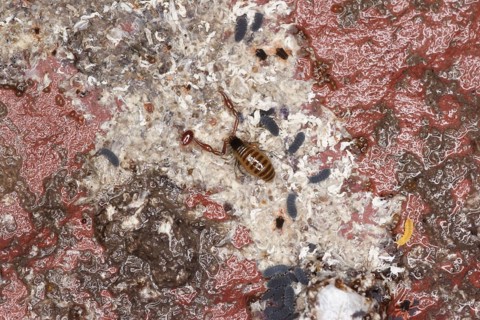 Littoral false scorpion