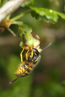 Norwegian wasp