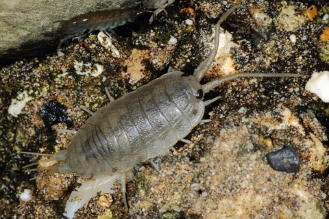 Sea roach