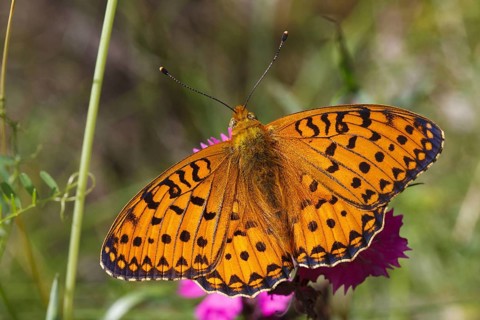 Marbled marbled fritillary