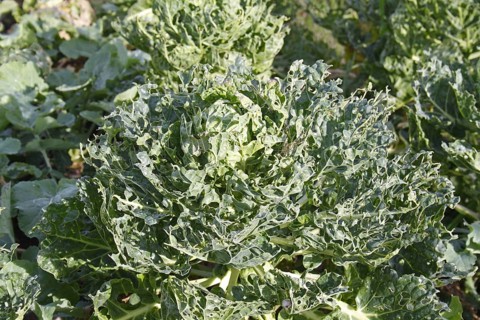 Vegetable cabbage