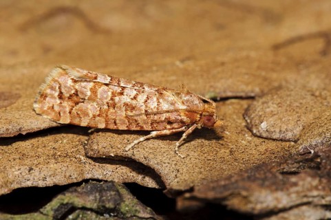 Orange Pine Tortrix