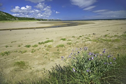Sea stock