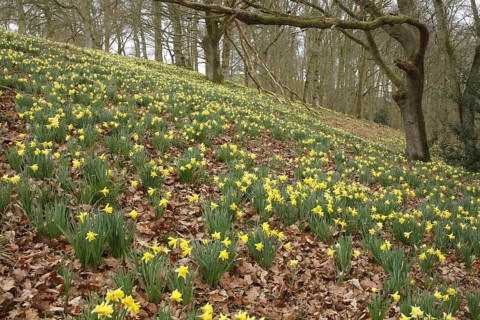 Yellow daffodil