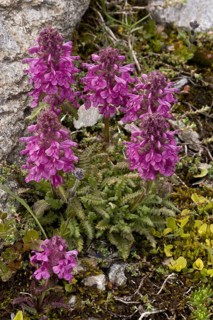 Pediculariopsis verticillata