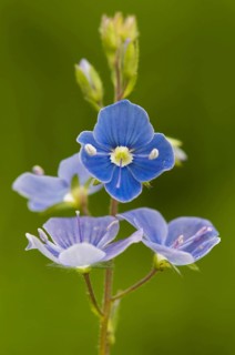 Germander Speedwell