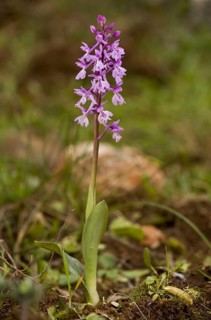 Flowering Southern Early Purple southern early purple orchid