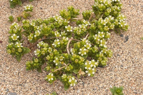 Sea Sandwort