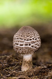Shaggy Parasol