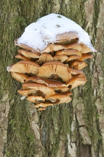 Flammulina