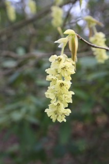 Spike Winterhazel