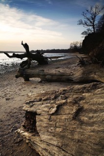 Dead trees on the foreshore of the estuary after falling over a small cliff of exposed London Clay