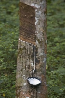 Siphonia brasiliensis