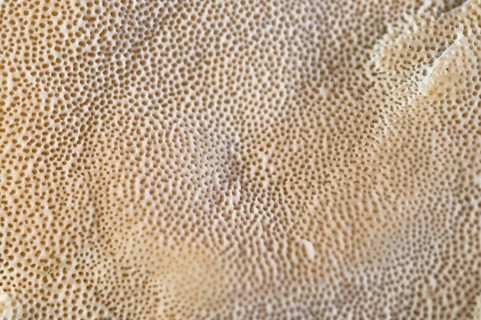 Ochre tramete