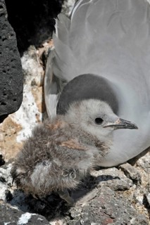 Swallow-tailed Gull with chick