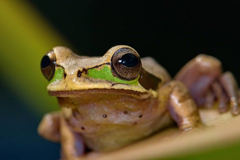 Costa Rica Tree Frog